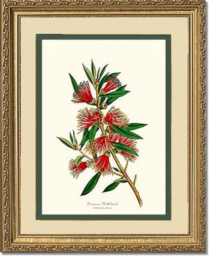 Crimson Bottlebrush
