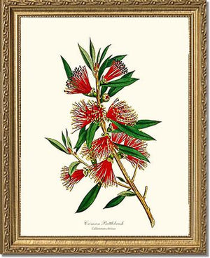 Crimson Bottlebrush