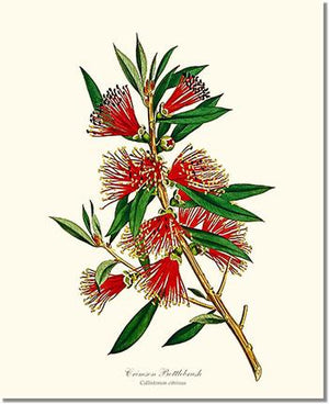 Flower Floral Print: Crimson Bottlebrush