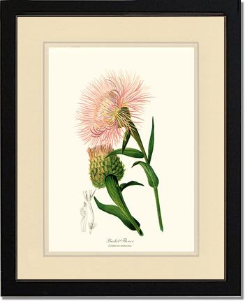 Basket Flower | Flower/Floral Art Print