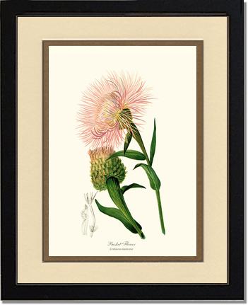 Basket Flower | Flower/Floral Art Print