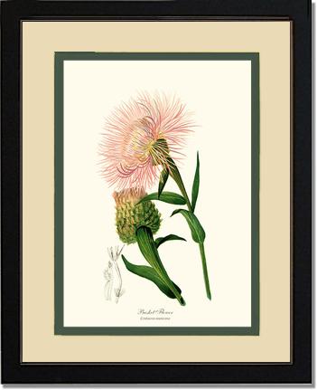 Basket Flower | Flower/Floral Art Print
