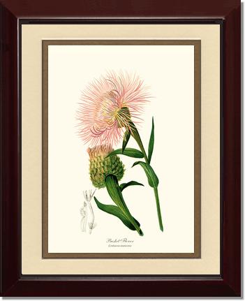 Basket Flower | Flower/Floral Art Print