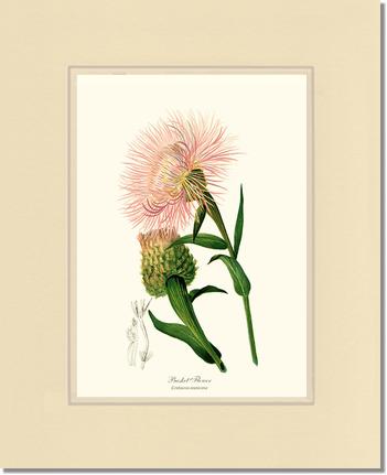 Basket Flower | Flower/Floral Art Print