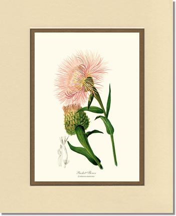 Basket Flower | Flower/Floral Art Print