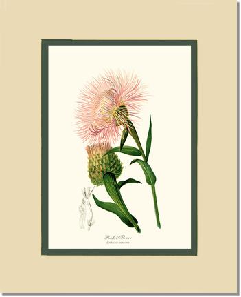 Basket Flower | Flower/Floral Art Print