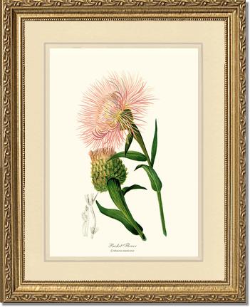 Basket Flower | Flower/Floral Art Print