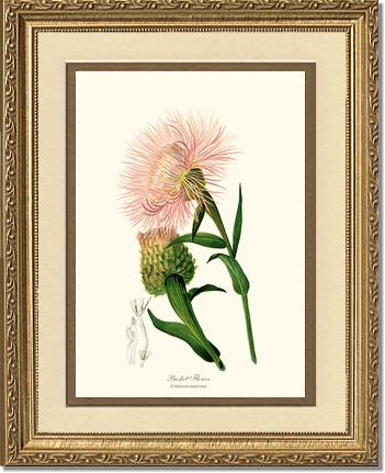 Basket Flower | Flower/Floral Art Print
