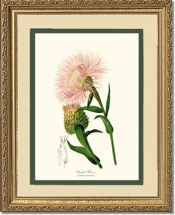 Basket Flower | Flower/Floral Art Print