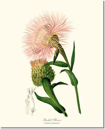 Basket Flower Centaurea