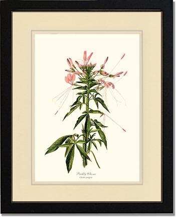 Cleome, Prickly | Flower/Floral Art Print