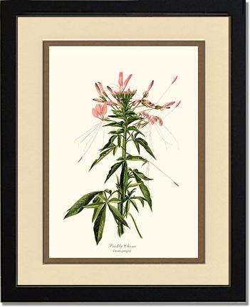 Cleome, Prickly | Flower/Floral Art Print