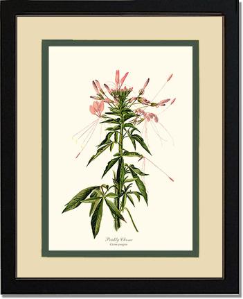 Cleome, Prickly | Flower/Floral Art Print