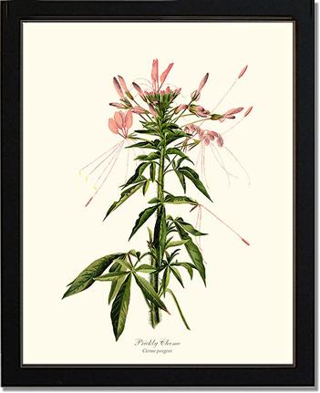 Cleome, Prickly | Flower/Floral Art Print