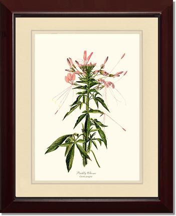 Cleome, Prickly | Flower/Floral Art Print