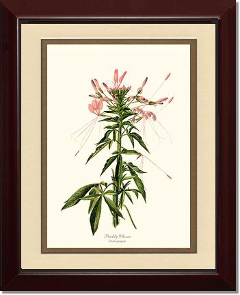 Cleome, Prickly | Flower/Floral Art Print