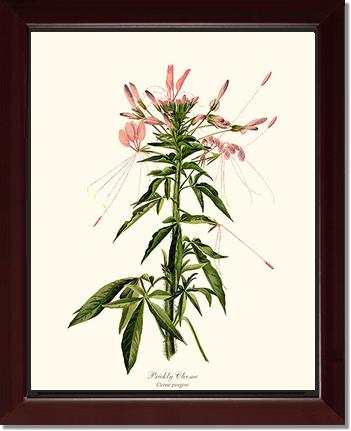 Cleome, Prickly | Flower/Floral Art Print