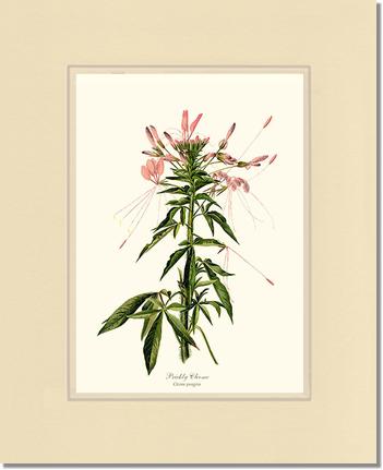 Cleome, Prickly | Flower/Floral Art Print
