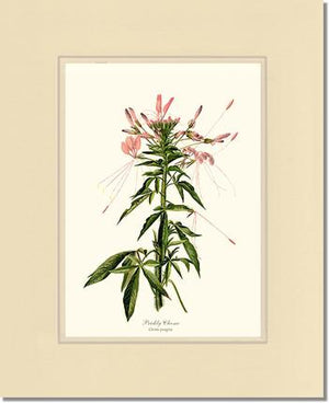 Cleome, Prickly