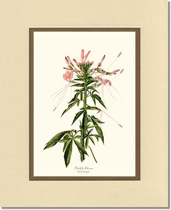 Cleome, Prickly | Flower/Floral Art Print