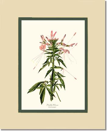 Cleome, Prickly | Flower/Floral Art Print