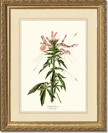 Cleome, Prickly | Flower/Floral Art Print