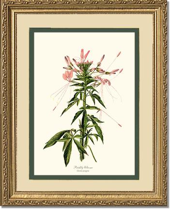 Cleome, Prickly | Flower/Floral Art Print