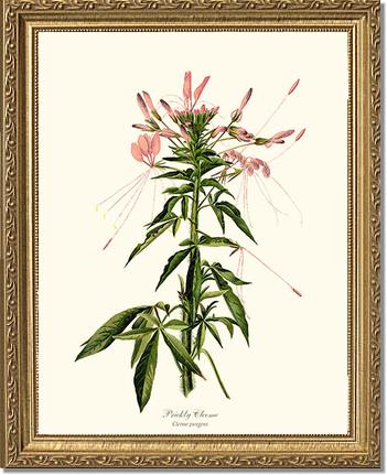 Cleome, Prickly | Flower/Floral Art Print