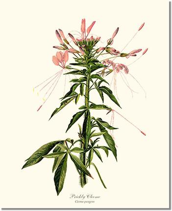 Cleome, Prickly