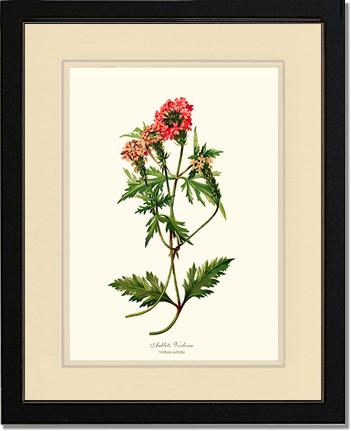 Verbena, Aublets | Flower/Floral Art Print