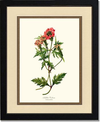 Verbena, Aublets | Flower/Floral Art Print