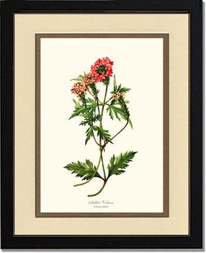 Verbena, Aublets | Flower/Floral Art Print