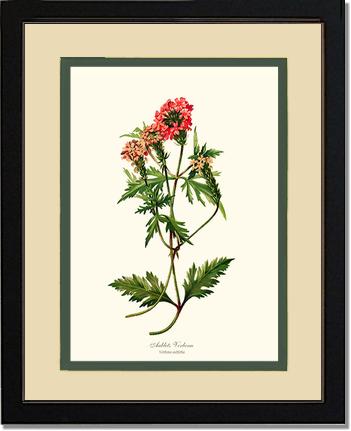 Verbena, Aublets | Flower/Floral Art Print