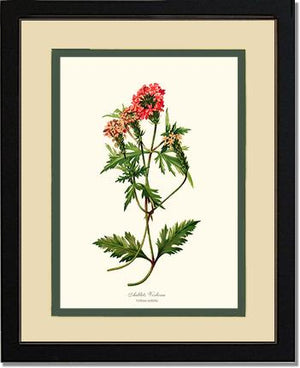 Verbena, Aublets | Flower/Floral Art Print