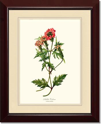Verbena, Aublets | Flower/Floral Art Print