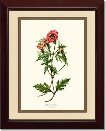 Verbena, Aublets | Flower/Floral Art Print