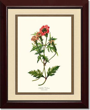 Verbena, Aublets | Flower/Floral Art Print