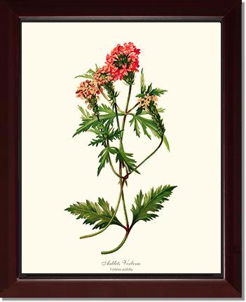 Verbena, Aublets | Flower/Floral Art Print