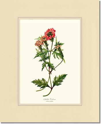 Verbena, Aublets | Flower/Floral Art Print