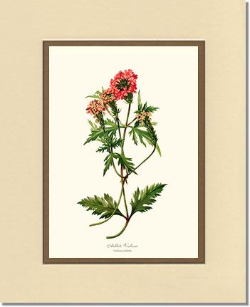 Verbena, Aublets | Flower/Floral Art Print