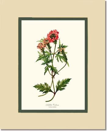 Verbena, Aublets | Flower/Floral Art Print