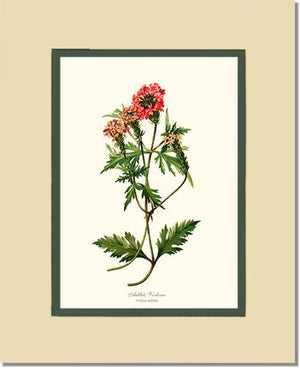 Verbena, Aublets | Flower/Floral Art Print