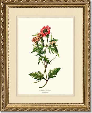 Verbena, Aublets | Flower/Floral Art Print