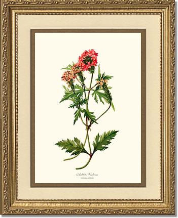 Verbena, Aublets | Flower/Floral Art Print