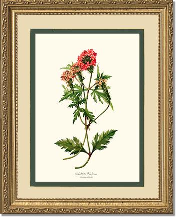 Verbena, Aublets | Flower/Floral Art Print