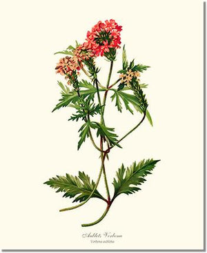 Flower Floral Print: Verbena, Aublets