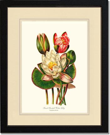 Lily, Water Sweet Scented | Flower/Floral Art Print