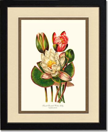 Lily, Water Sweet Scented | Flower/Floral Art Print