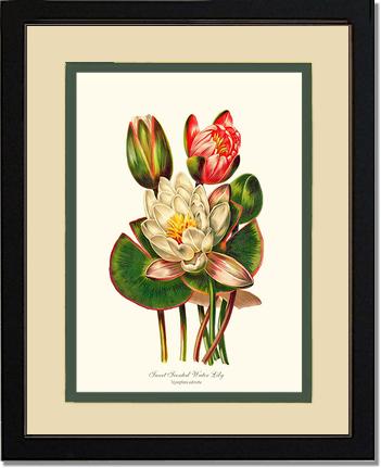 Lily, Water Sweet Scented | Flower/Floral Art Print