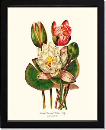 Lily, Water Sweet Scented | Flower/Floral Art Print
